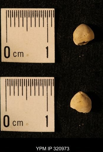 Dielasma elongatum