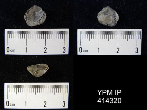 undet. Brachiopoda