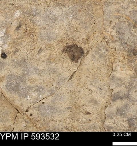 taxon undetermined