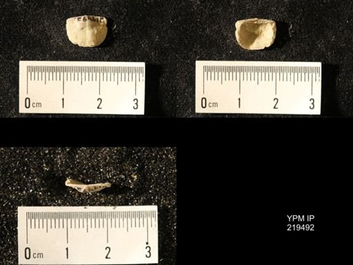 Chonetes granulifer