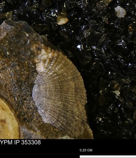 Parallelodon sp.