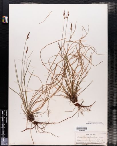 Carex pensylvanica