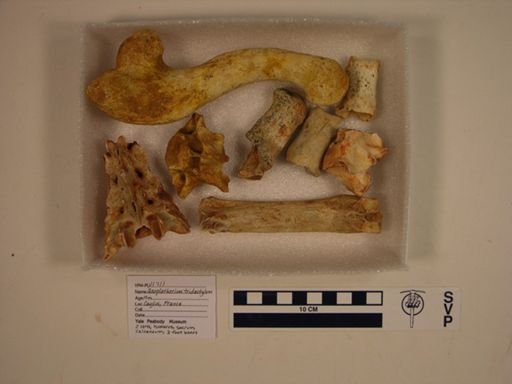 Anoplotherium tridactylum