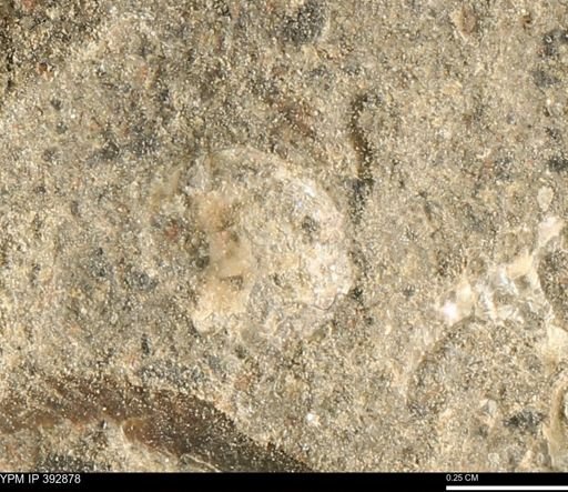 undet. Mollusca