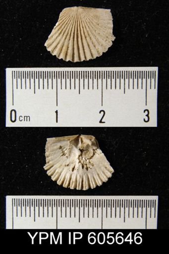 Hesperorthis sp.