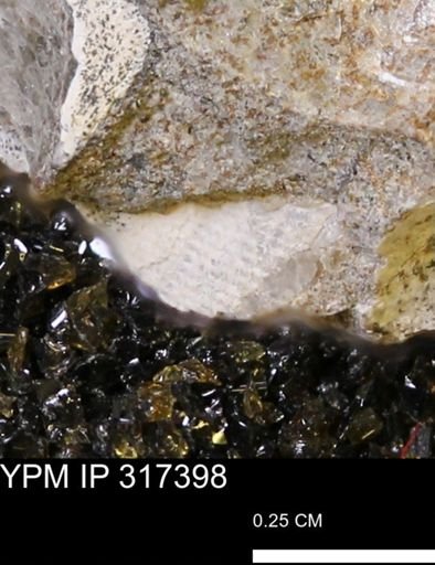 undet. Mollusca