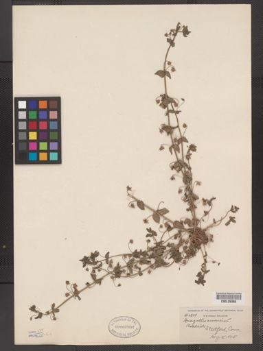 Anagallis arvensis
