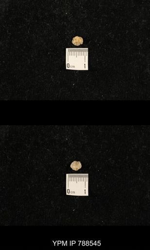 undet. Brachiopoda