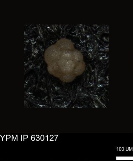undet. Foraminiferida