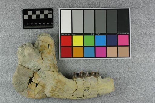 Subhyracodon sp.