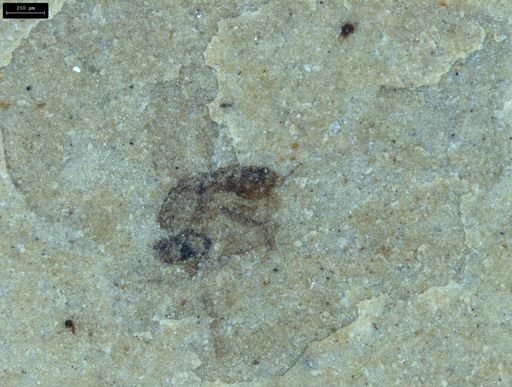 Diptera?
