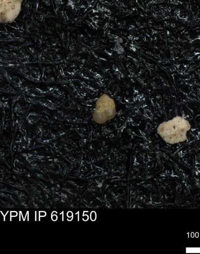 undet. Foraminiferida
