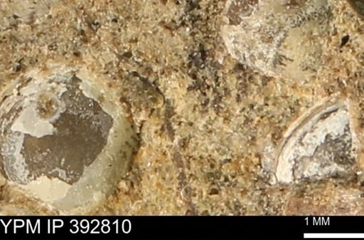 undet. Bivalvia