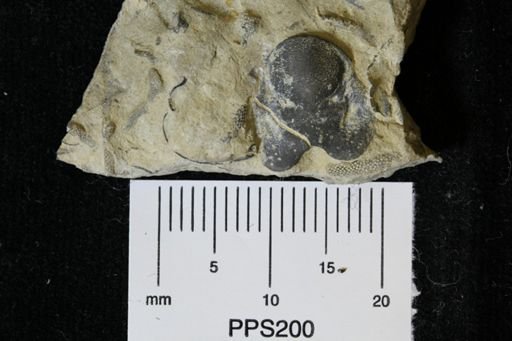 Brachyaspis alacer
