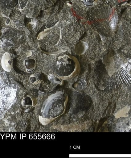 Protocardia?