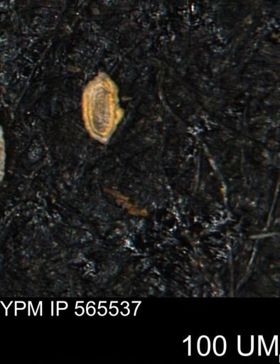Spirolocammina planula