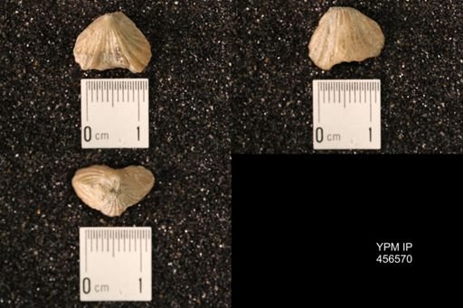 Rhynchonella dentata
