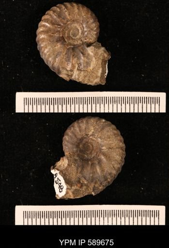 Hoploscaphites comprimus