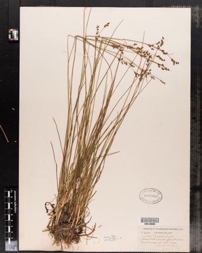 Juncus