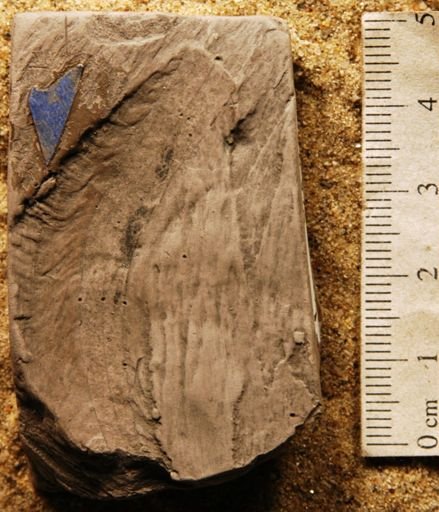 Celastrus arctica