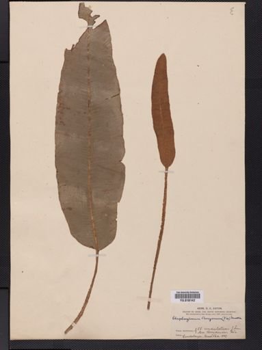 Elaphoglossum