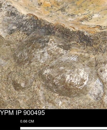 Anomia gryphorhyncha