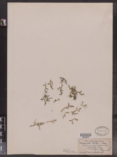 Selaginella apoda