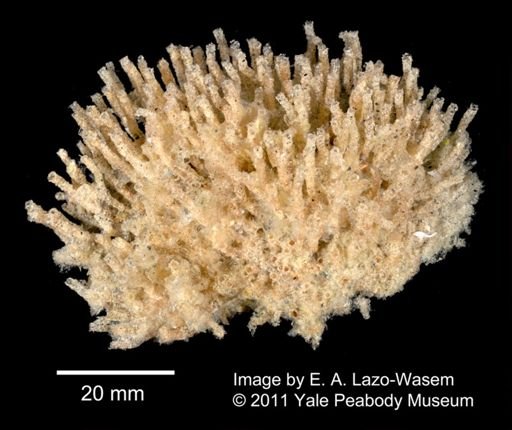 Cephalodiscus