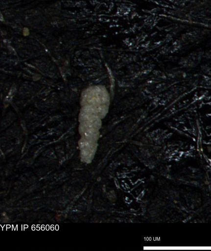 Verneuilinoides kansasensis