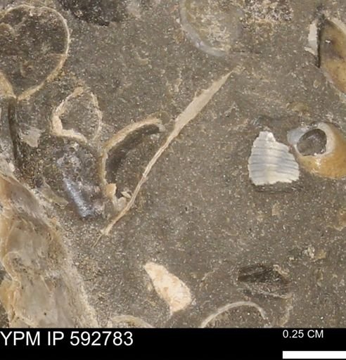 undet. Bivalvia