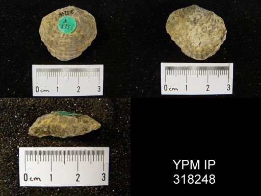 Atrypa hystrix occidentalis