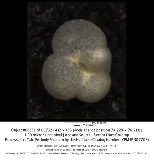 undet. Foraminiferida