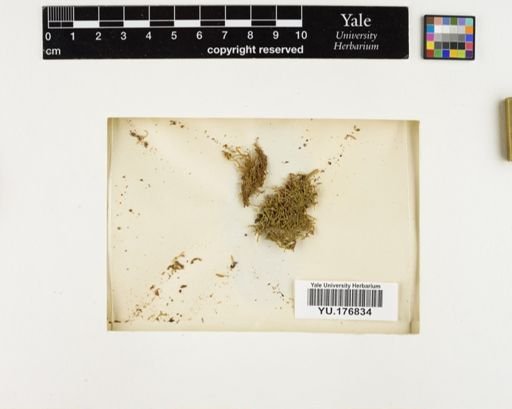 Plantae
