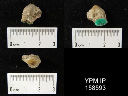 Rhynchotrema anticostiensis