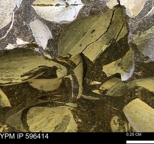 Limopsis striatopunctatus