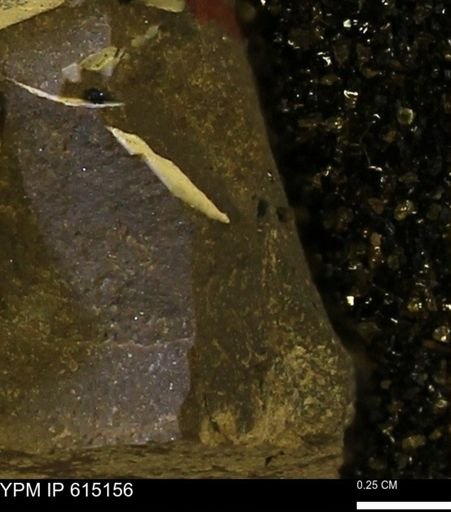 undet. Mollusca
