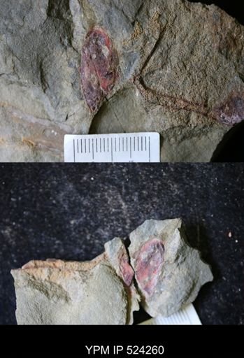 undet. Arthropoda
