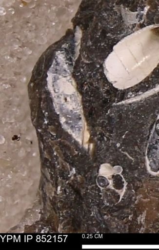 undet. Bivalvia
