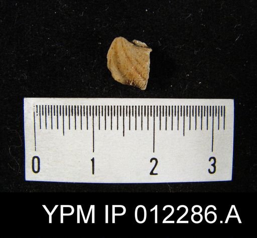 Punctospirifer billingsi