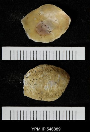 Ostrea virginiana