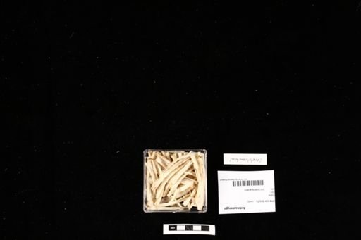 Actinopterygii