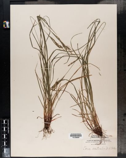 Carex aestivalis
