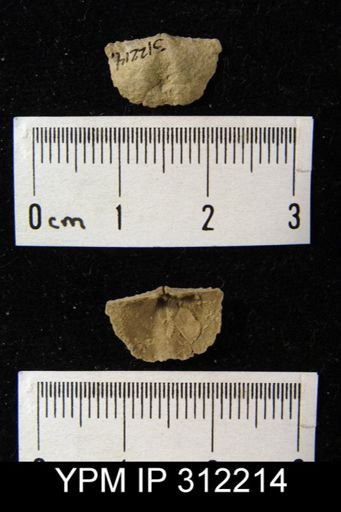 Chonetes flemingi