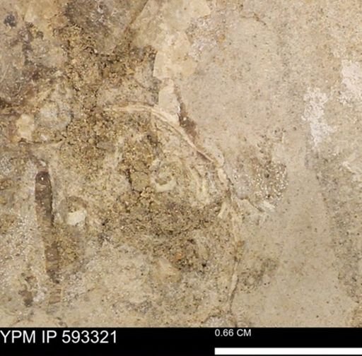 undet. Bivalvia