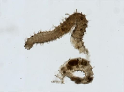 cf. Spio