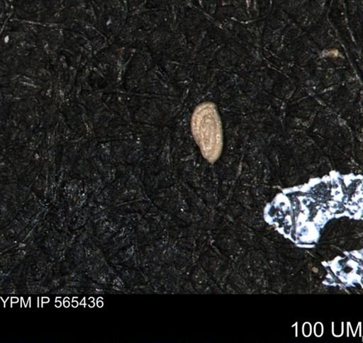Spirolocammina planula