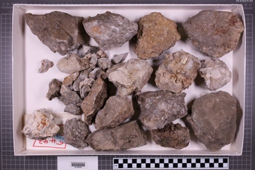 mixed taxa, stratigraphic collection