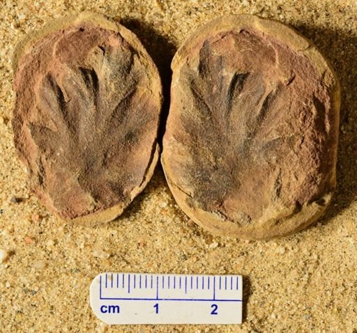 Aphlebia