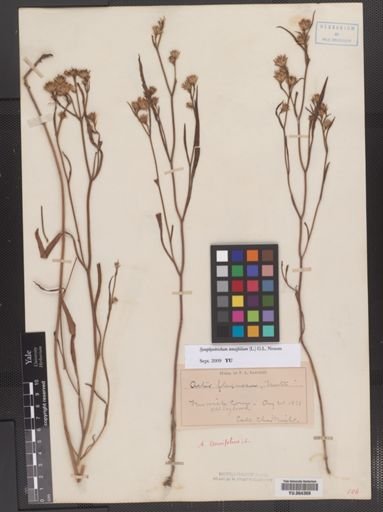 Symphyotrichum tenuifolium