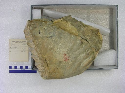 Mammuthus columbi?
